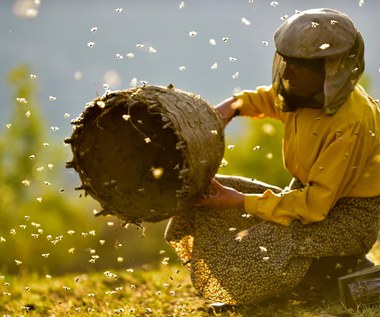 "Kraina miodu": O ludziach, pszczołach i harmonii [recenzja]