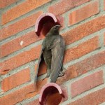 Kraj Europy wprowadza cegły dla jerzyków. Obowiązek w nowych budynkach