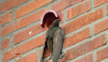 Kraj Europy wprowadza cegły dla jerzyków. Obowiązek w nowych budynkach