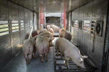 Kraje UE łamią solidarność ws. embarga na mięso. Dogadują się z Rosją