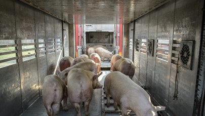 Kraje UE łamią solidarność ws. embarga na mięso. Dogadują się z Rosją