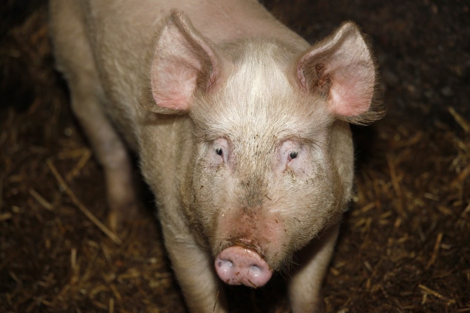 Kraje Unii są głęboko zaniepokojone z powodu Afrykańskiego Pomoru Świń /Artur Reszko /PAP