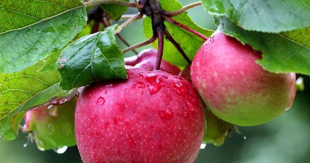 Kraje unijne są czołowym światowym producentem jabłek /PAP