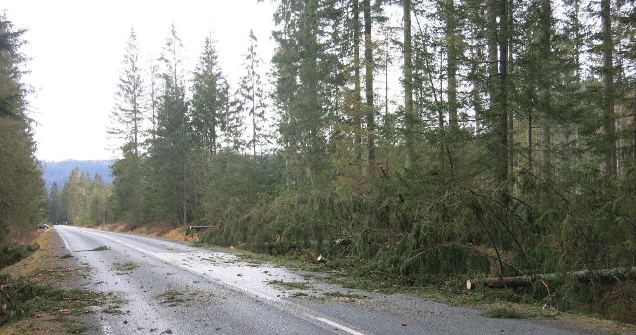 Krajobraz po wichurach w Zakopanem