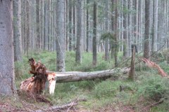 Krajobraz po wichurach w Zakopanem