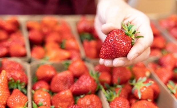 Krajowe truskawki już w sprzedaży. Jaka cena? 