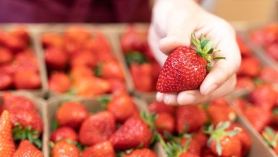 Krajowe truskawki już w sprzedaży. Jaka cena? 