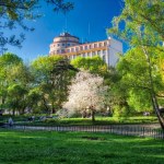 Kraków chwali się zielenią. Na nowej stronie sprawdzisz nasadzenia