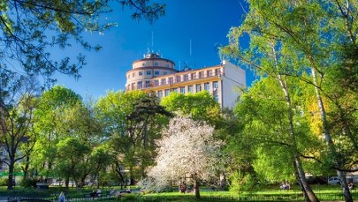 Kraków chwali się zielenią. Na nowej stronie sprawdzisz nasadzenia