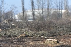 Kraków: Drzewa znikają z okolic Parku Lotników