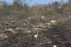 Kraków: Drzewa znikają z okolic Parku Lotników