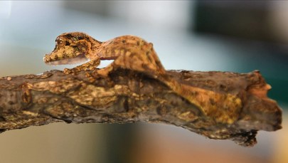 Kraków: Gekon znaleziony w kapuście w sklepie. Ma już nowy dom