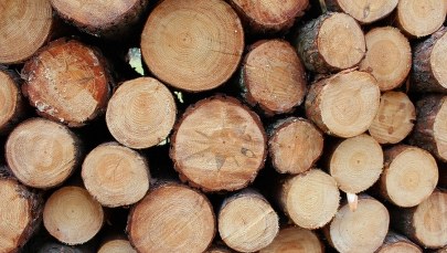 Kraków: Jest śledztwo ws. wycinki drzew przy Parku Lotników