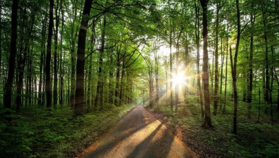 Kraków kupił Las Borkowski. Zapłaci prywatnym właścicielom 16 mln zł