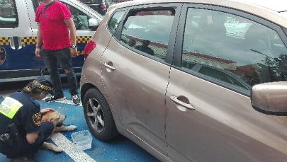 Kraków: Labrador zostawiony w nagrzanym samochodzie