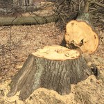 Kraków: Prokuratura zajęła się wycinką drzew w Lesie Borkowskim
