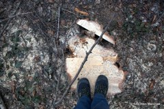 ​Kraków: Są pierwsze efekty zmian w prawie dotyczącym wycinki drzew