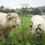 Kraków stawia na białe kosiarki. Mają zaskakującą zaletę