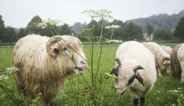 Kraków stawia na białe kosiarki. Mają zaskakującą zaletę