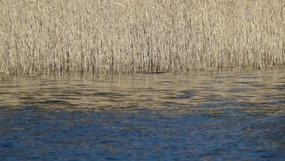 Kraków: Tragiczny finał poszukiwań 15-latka. Jego ciało znaleziono w zalewie