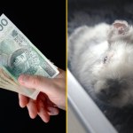 Kraków: Wyznaczono nagrodę za wskazanie kata małego królika