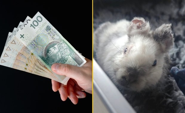 Kraków: Wyznaczono nagrodę za wskazanie kata małego królika