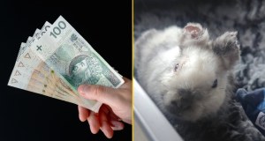 Kraków: Wyznaczono nagrodę za wskazanie kata małego królika