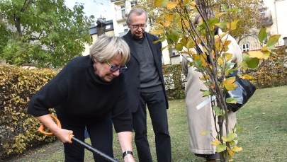 Kraków: Zasadzono akację Wisławy Szymborskiej i buk Kornela Filipowicza