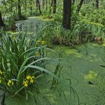 Krakowska puszcza jak z tropików. Jest ogromną rzadkością w Europie