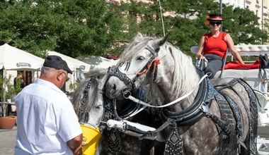 Krakowskie konie duszą się na betonie. Turyści płacą, dorożkarze korzystają