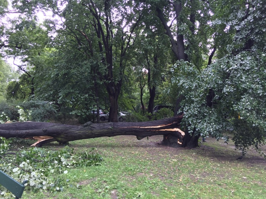 Krakowskie Planty po przejściu burzy /Gorąca Linia  RMF FM /