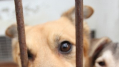 Krakowskie schronisko dla zwierząt zaprasza na dzień otwarty