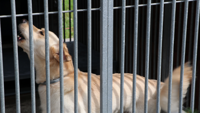 Krakowskie schronisko pęka w szwach. Jeden dzień i ponad 40 nowych psów 