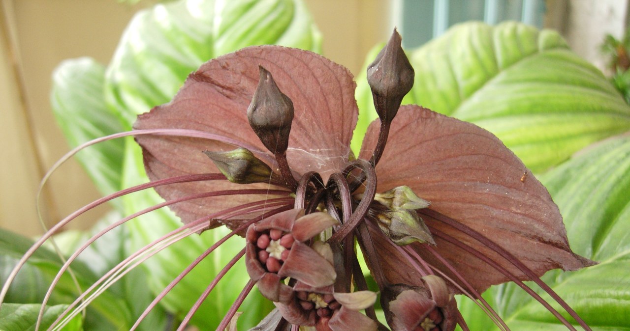 Krąpiel Chantriera to tajemnicza, egzotyczna roślina, którą możemy uprawiać w domu lub w szklarni. Jak o nią właściwie dbać? /Pixel