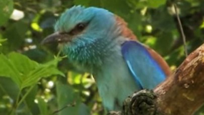 Kraska - piękny ptak zagrożony wyginięciem w Polsce