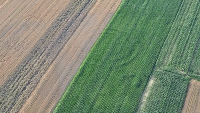 Kręgi w zbożu pod Oławą. Wiadomo, skąd pochodzą