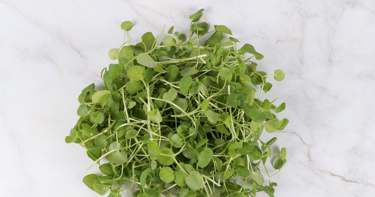 Крес-салат дуже легко виростити на підвіконні. Впораються навіть діти! /pixabay.com