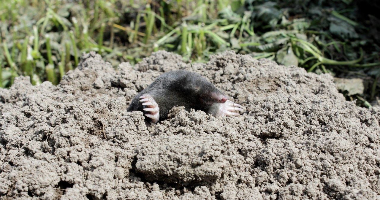 Kret jest mięsożerny, ale stanowi też zagrożenie dla sadzonek, bo kiedy szuka pożywienia, niszczy rośliny /Pixel