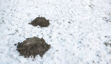 Kret już buszuje w ogrodzie? Wlej to do jego kopca, a ucieknie gdzie pieprz rośnie