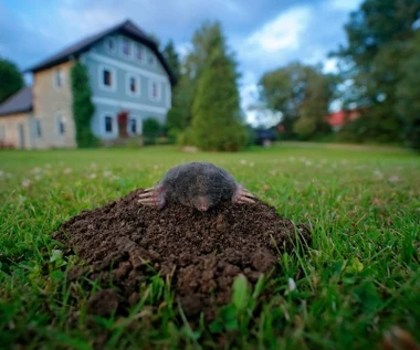 Kret nadal buszuje w ogrodzie? Wsyp to do jego kopca, a pójdzie w siną dal