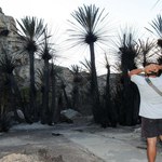 Kreta: Ogień zniszczył gaj palmowy przy plaży Preweli