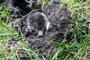 Krety nienawidzą tego zapachu. Umieść w pobliżu nory, a szybko uciekną