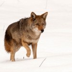 Krewni wilków wyją wniebogłosy. To nie przypadek. Co się z nimi dzieje?