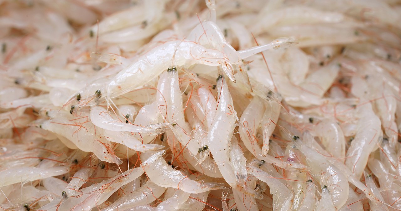 Криль - це виокобілкова заміна м'яса /Domena publiczna