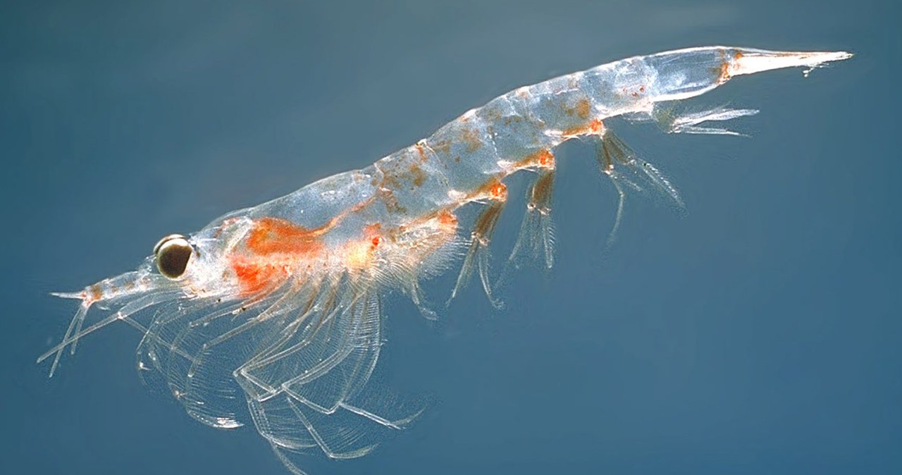 Криль - маленьке ракоподібне з величезною користю для організму /Domena publiczna
