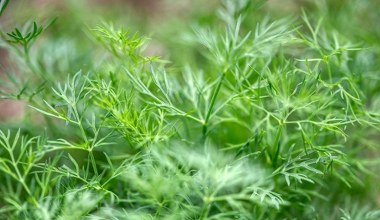 Кріп не загине. Секрет пишної зелені - у способі посіву та догляду