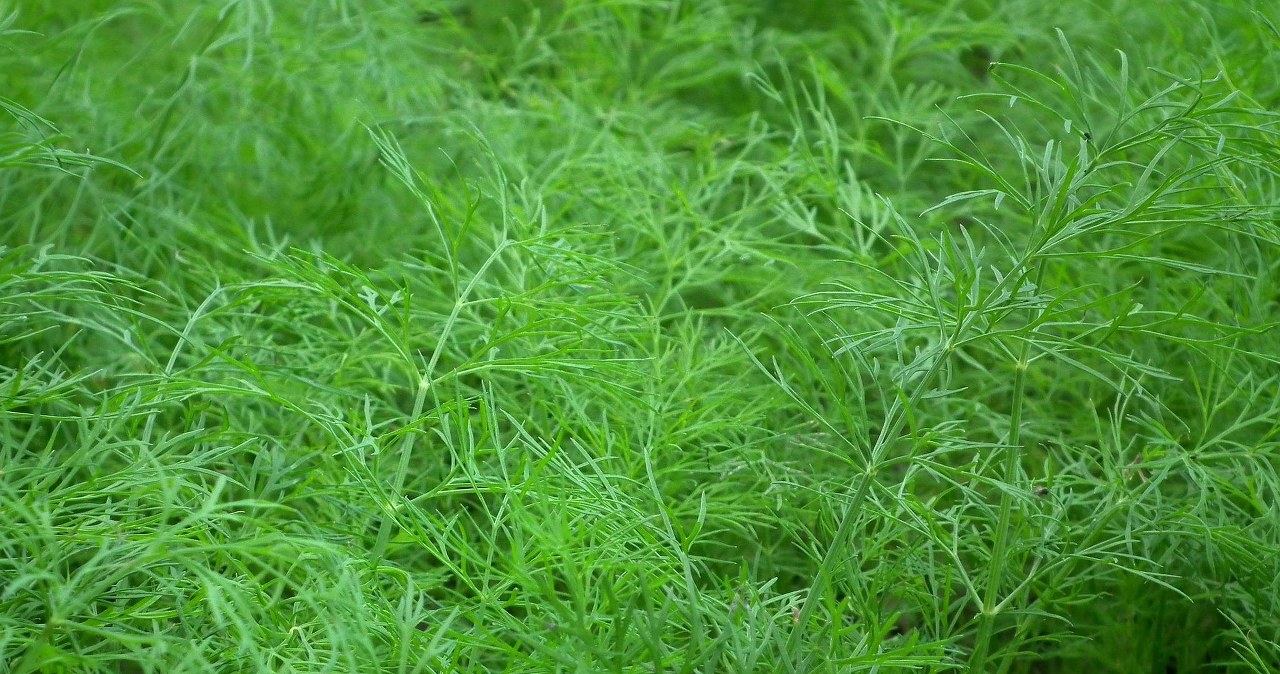 Кріп вимагає правильного посіву і дотримання правил під час догляду. Не нехтуйте цим! /pixabay.com