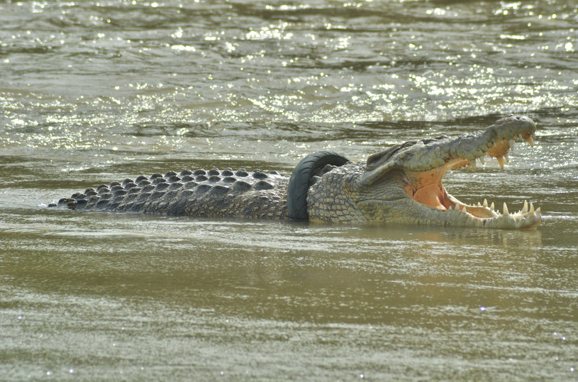 Krokodyl był nieuchwytny przez sześć lat /Wahono / Opn Images/Barcroft /Getty Images