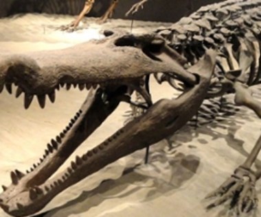​Krokodyl, który zjadał dinozaury
