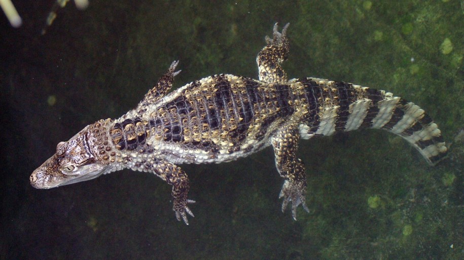 Krokodyl kubański zaatakował mężczyznę w sztokholmskim skasenie /Piotr Rybarczyk /PAP